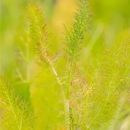 Foeniculum vulgare