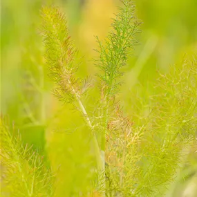 Foeniculum vulgare