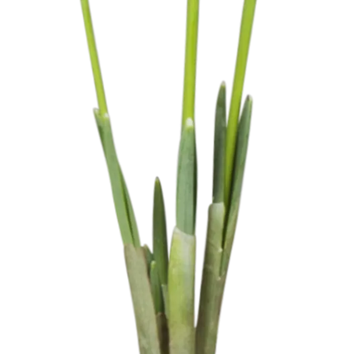 Kleines Schneeglöckchen Kleines Schneeglöckchen