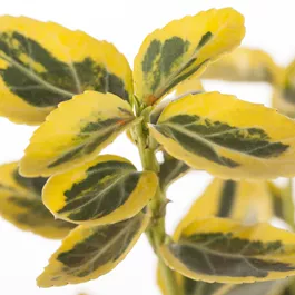 Euonymus fortunei Emerald'n Gold