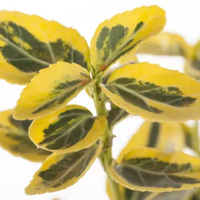 Euonymus fortunei Emerald'n Gold