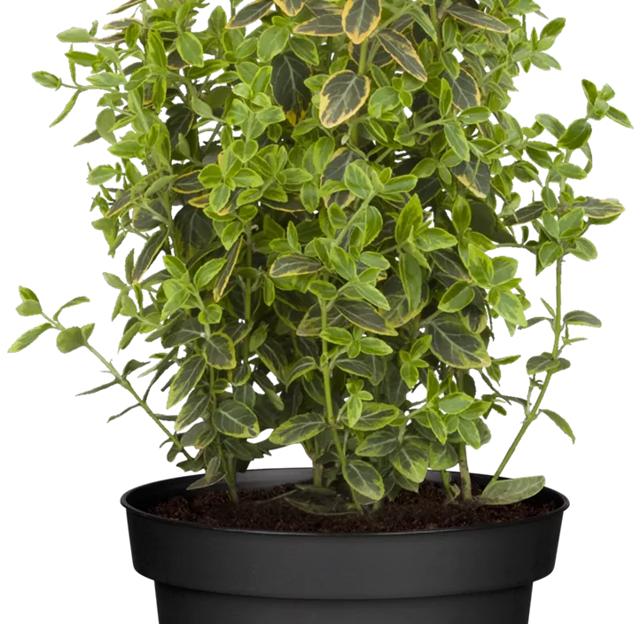 Goldbunte Kriechspindel 'Emerald´n Gold'