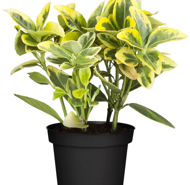 Goldbunte Kriechspindel 'Emerald´n Gold'