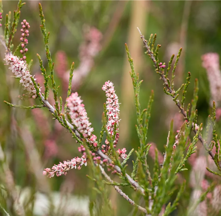 Kleinblütige Tamariske Kleinblütige Tamariske