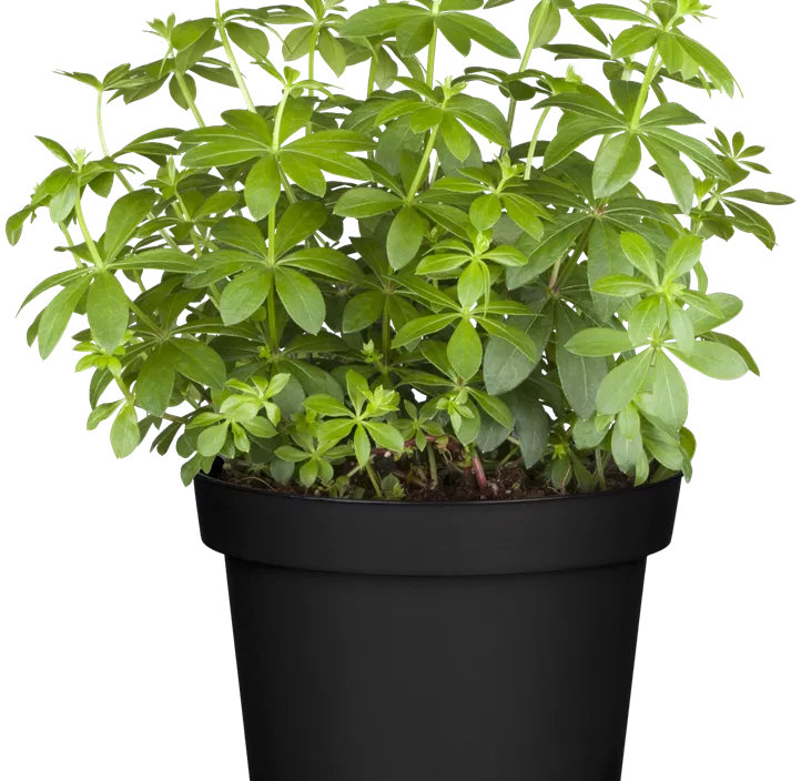 Echter Waldmeister Echter Waldmeister