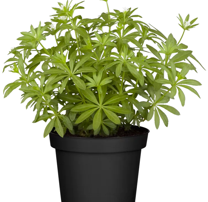 Echter Waldmeister Echter Waldmeister