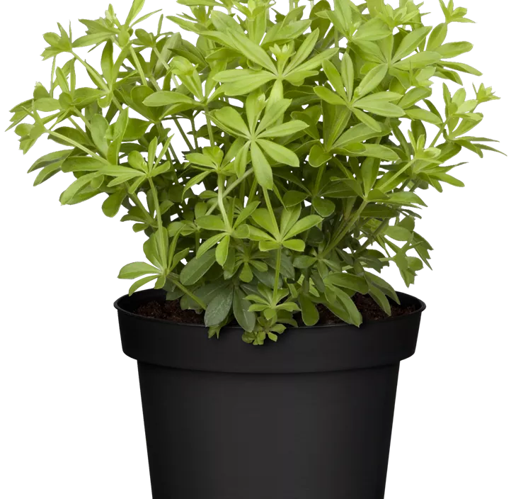 Echter Waldmeister Echter Waldmeister