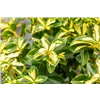 bellaflora Gartencenter GmbH