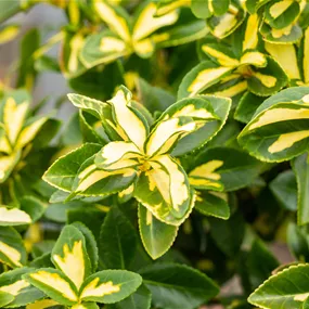 Euonymus fortunei Sunspot