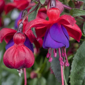 Fuchsia hybride