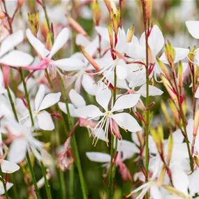 Gaura lindheimerii in Sorten