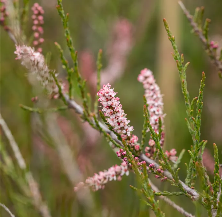 Kleinblütige Tamariske Kleinblütige Tamariske
