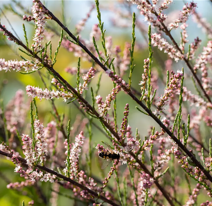 Kleinblütige Tamariske Kleinblütige Tamariske