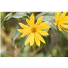 bellaflora Gartencenter GmbH