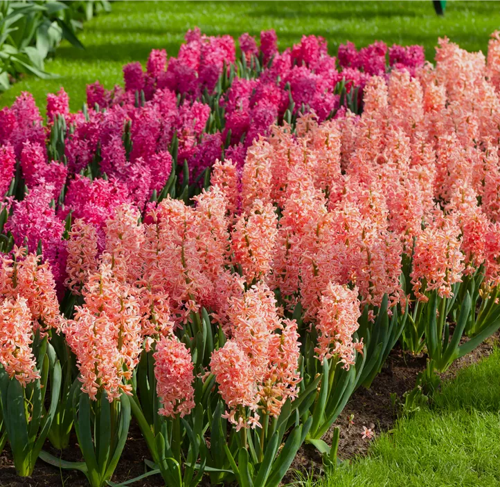 Hyazinthe 'Gipsy Queen' Hyazinthe 'Gipsy Queen'