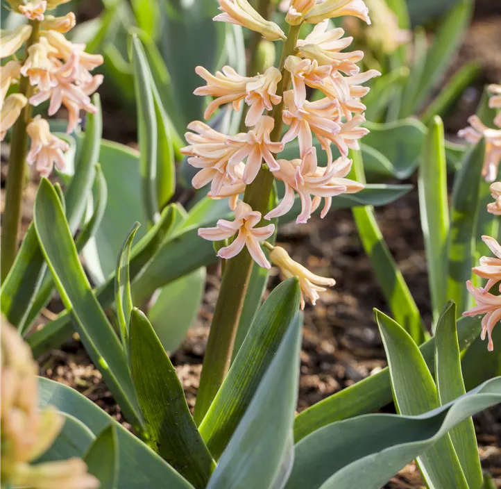 Hyazinthe 'Gipsy Queen' Hyazinthe 'Gipsy Queen'