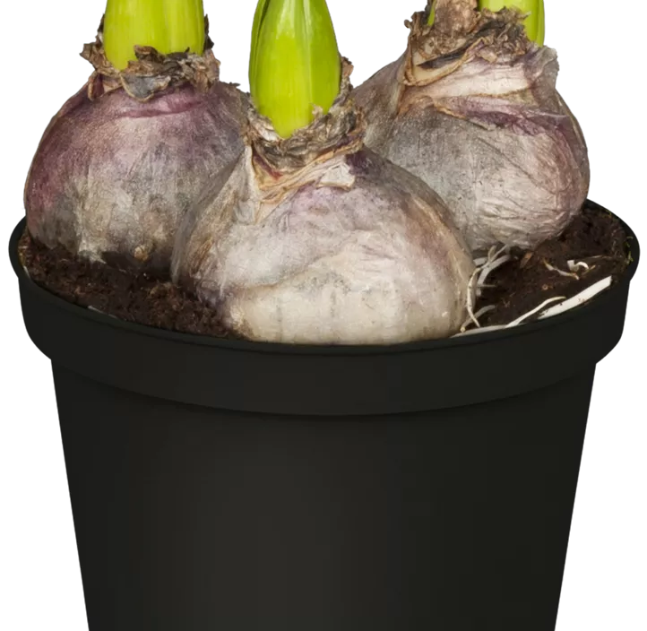 Hyazinthe 'Gipsy Queen' Hyazinthe 'Gipsy Queen'