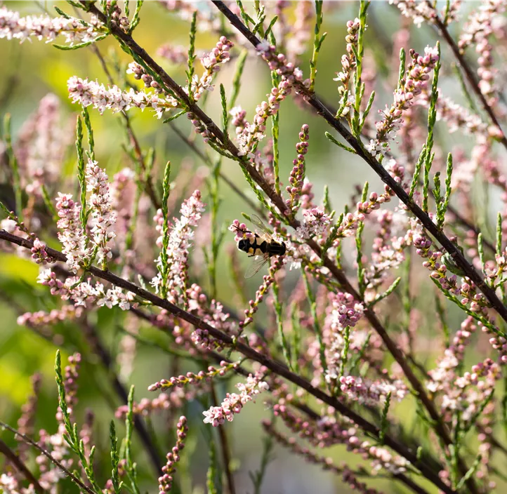 Kleinblütige Tamariske Kleinblütige Tamariske