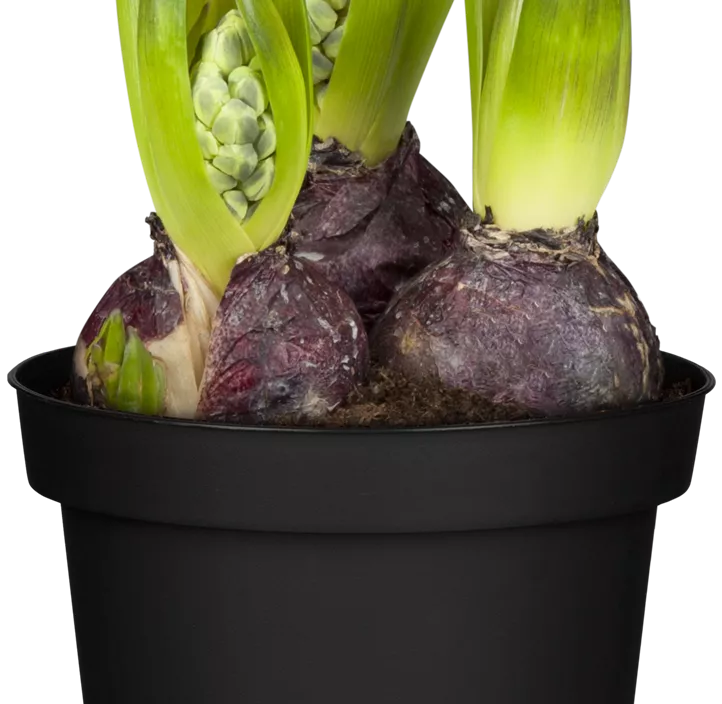 Hyazinthe 'Blue Pearl' Hyazinthe 'Blue Pearl'