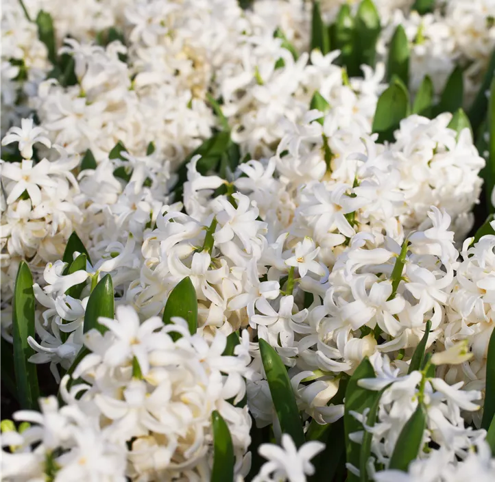 Hyazinthe 'White Pearl' Hyazinthe 'White Pearl'