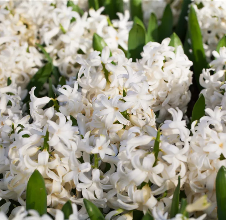 Hyazinthe 'White Pearl' Hyazinthe 'White Pearl'