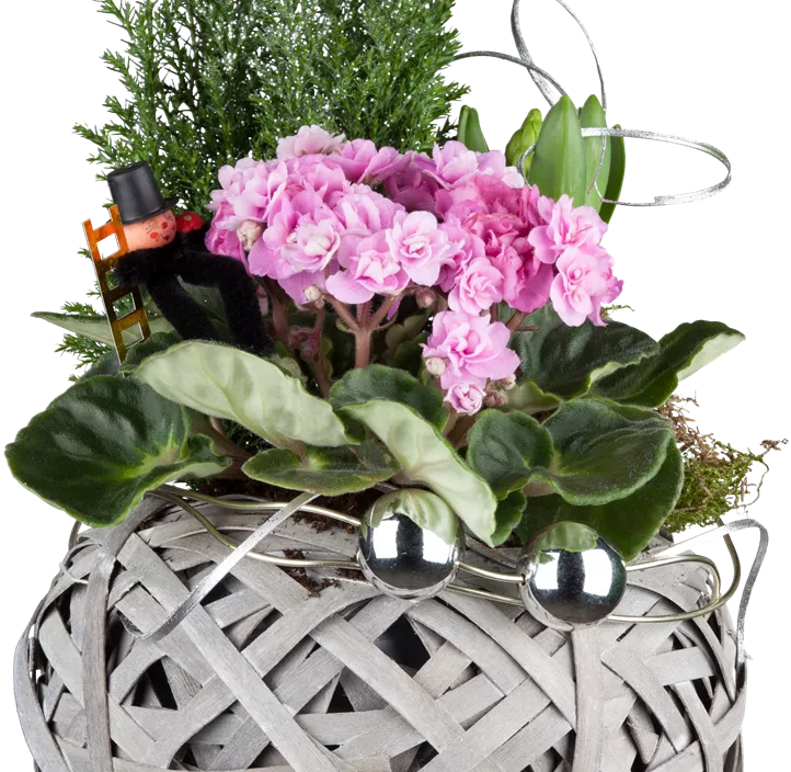 Hyazinthe 'White Pearl' Hyazinthe 'White Pearl'