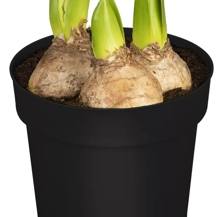 Hyazinthe 'White Pearl' Hyazinthe 'White Pearl'