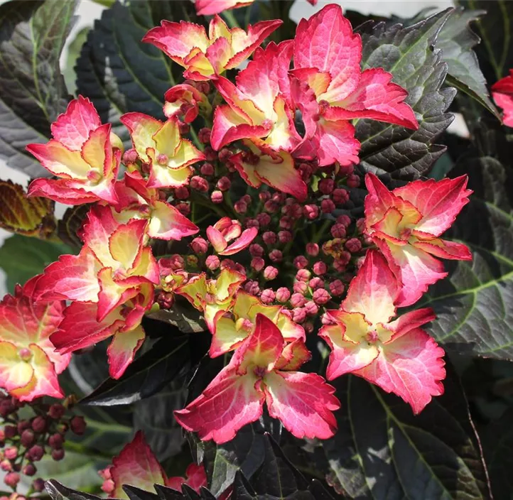 Bauernhortensie
