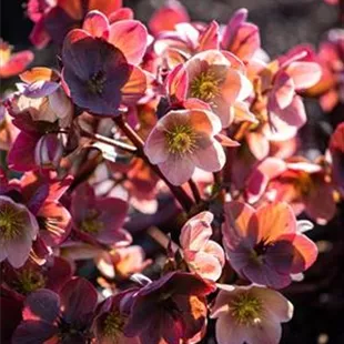 HGC Helleborus Ice & Roses Mix