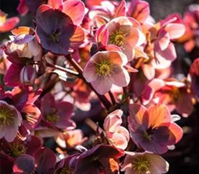 HGC Helleborus Ice & Roses Mix