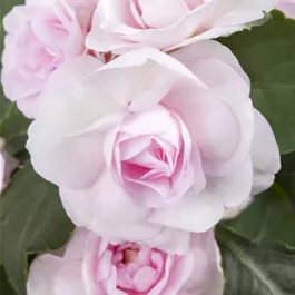 Impatiens walleriana