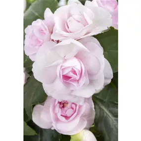 Impatiens walleriana
