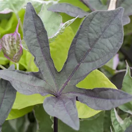 Ipomoea batatas Treasure Island