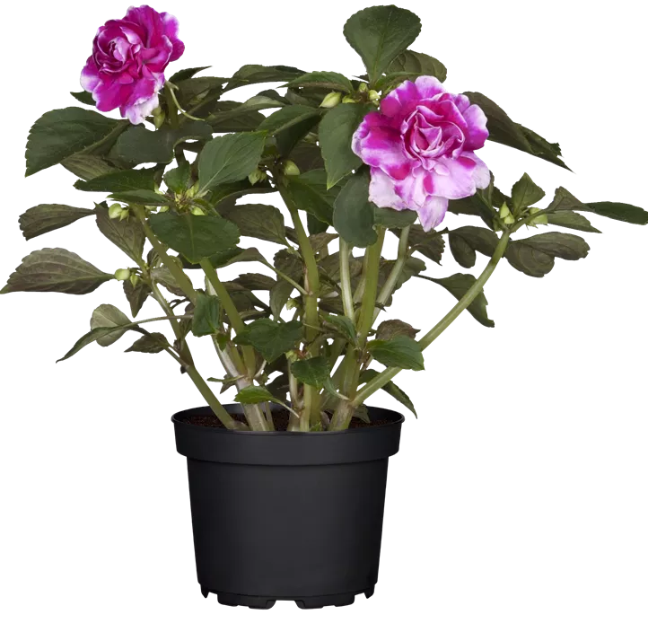 Fleißiges Lieschen Fleißiges Lieschen