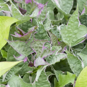 Ipomoea batatas Ipomoea batatas