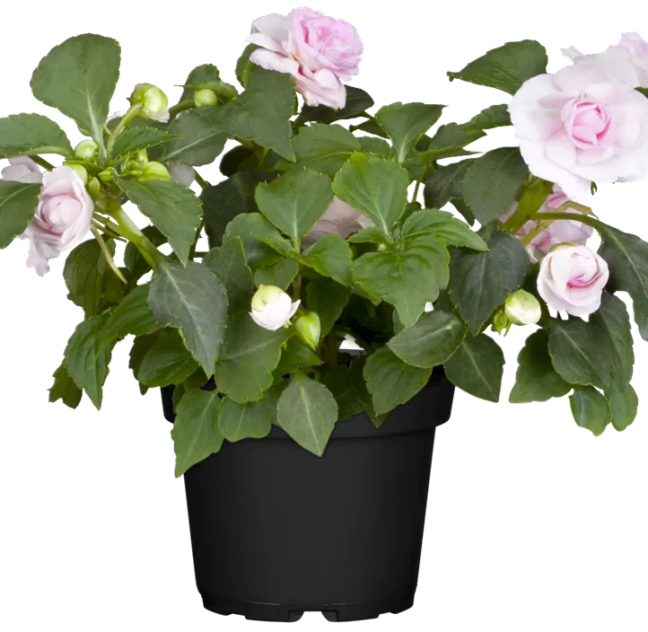 Fleißiges Lieschen Fleißiges Lieschen