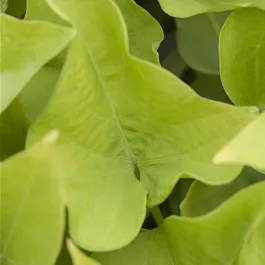 Ipomoea batatas Ipomoea batatas