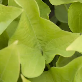 Ipomoea batatas Ipomoea batatas