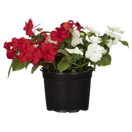 Impatiens walleriana
