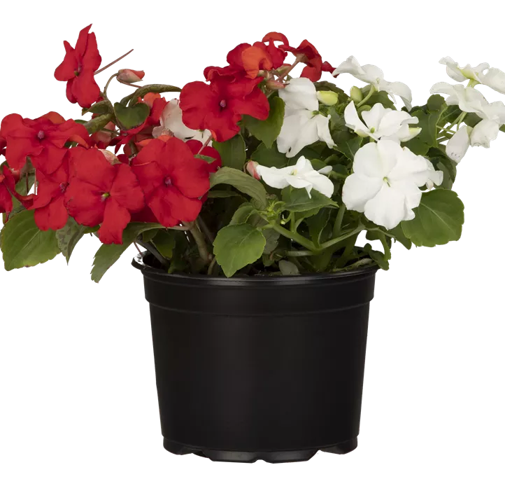 Fleißiges Lieschen Fleißiges Lieschen