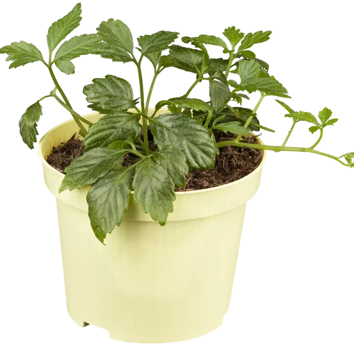 Fünfblättriges Heilkraut Fünfblättriges Heilkraut