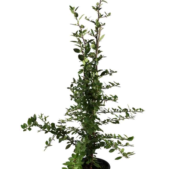 Mittelmeer-Feuerdorn 'Red Column' Mittelmeer-Feuerdorn 'Red Column'