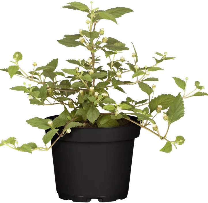 Azteken-Süßkraut Azteken-Süßkraut