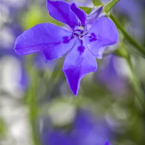 Lobelia erinus
