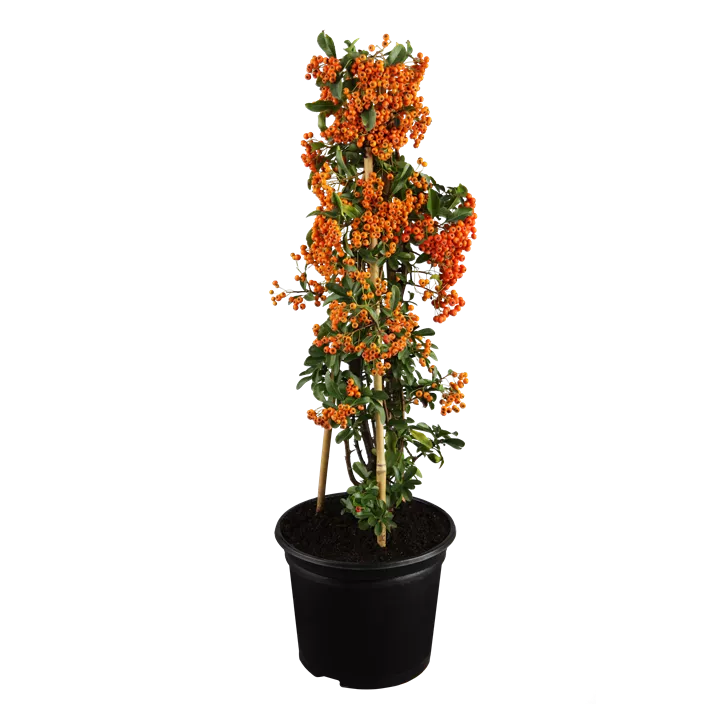 Mittelmeer-Feuerdorn 'Red Column'