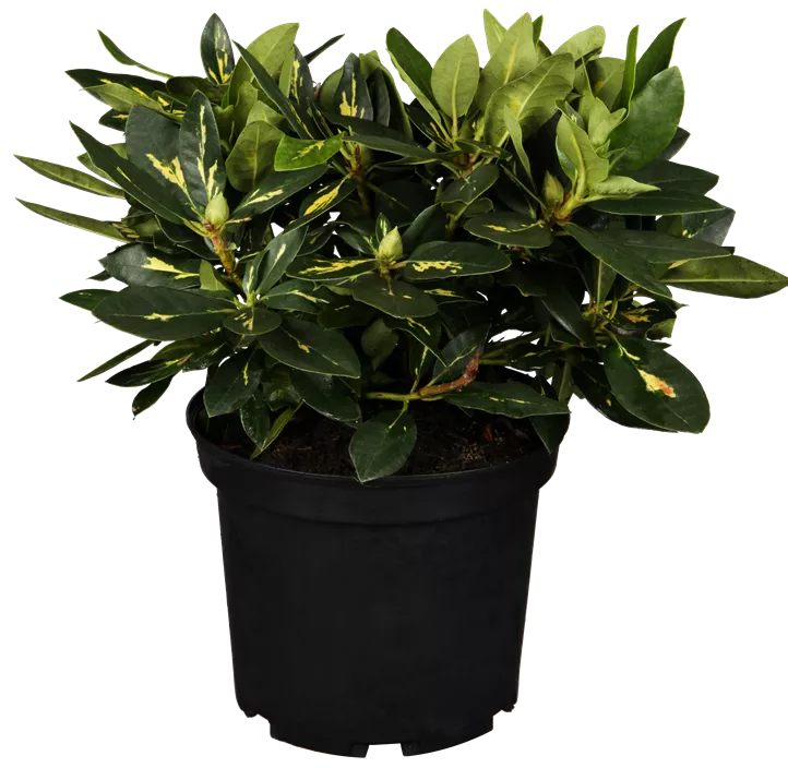 Rhododendron-Hybride 'Goldflimmer' Rhododendron-Hybride 'Goldflimmer'