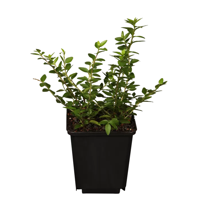 Heckenmyrte 'Maigrün'