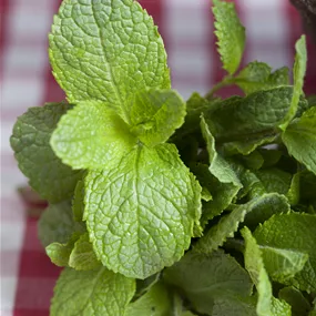 Mentha piperita