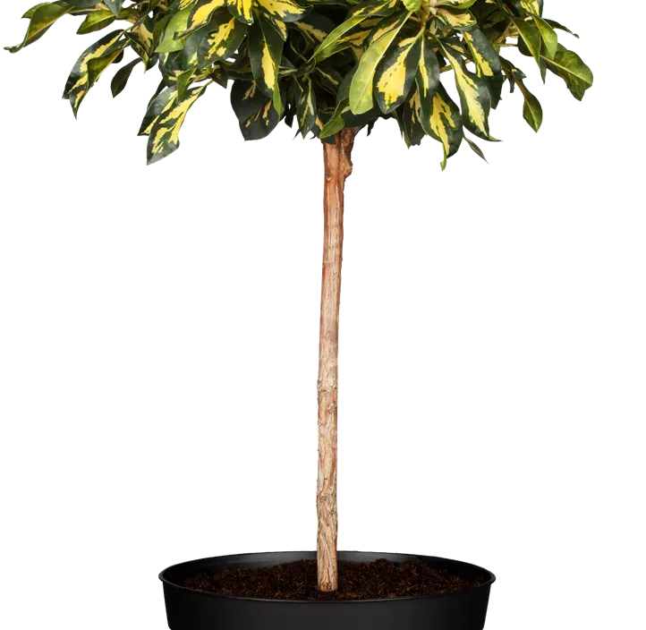 Rhododendron-Hybride 'Goldflimmer' Rhododendron-Hybride 'Goldflimmer'