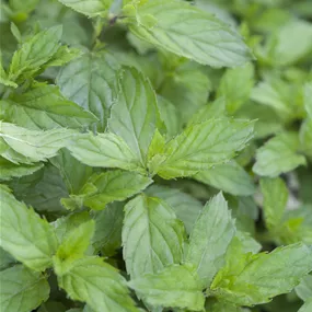 Mentha piperita